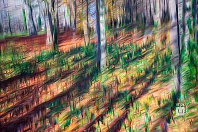 fine art photography impressionism forest