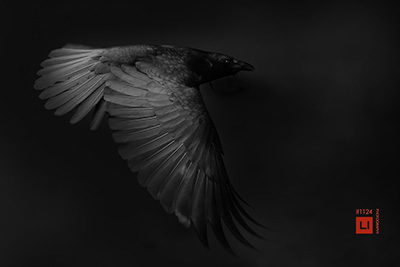 animal photography wildlife crow