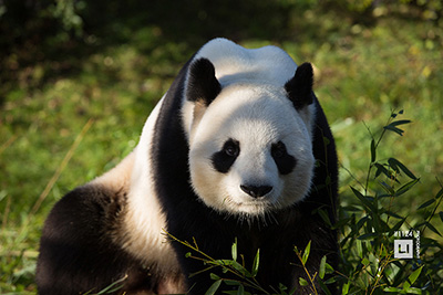 animal photography china panda